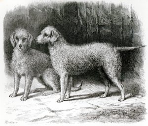Bedlington Terriers- Mr. F. Armstrong